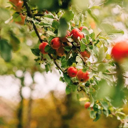 Manoir De La Moussetière - Et D'hôte Hébergement de vacances *