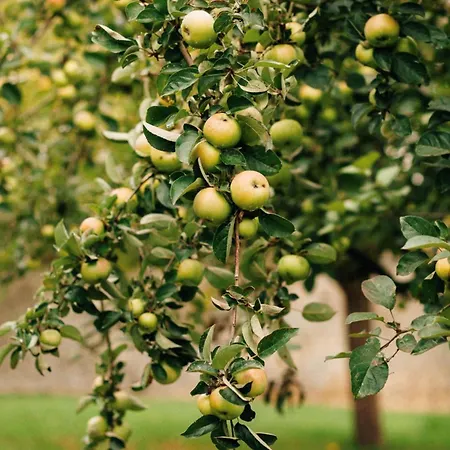 Manoir De La Moussetière - Et D'hôte