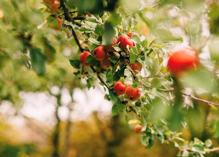 Manoir De La Moussetière - Et D'hôte Casa de Férias *